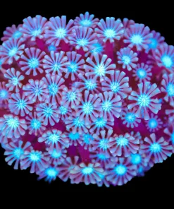 Wysiwyg Alveopora Colony (C77)