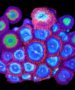 Wysiwyg Combo Zoanthid Mini Colony (C78)