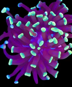 Wysiwyg Gold Dipped Hammer Coral (C79)
