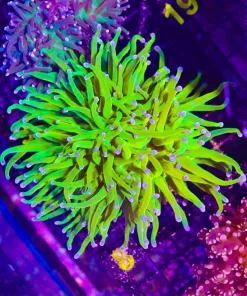 Wysiwyg Intense Torch Coral Colony (C8)