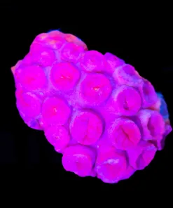 Wysiwyg Sun Coral Colony | Small (C80)