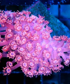 Wysiwyg Pink / Red FLowerpot Small Colony (C82)