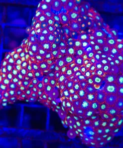 Wysiwyg XL Zoanthid Covered Rock (C85)