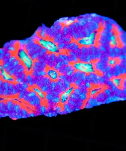 Wysiwyg Acan Coral Colony (C85)