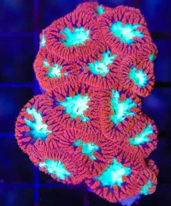 Wysiwyg Candy Apple Blastomussa Colony (C86)