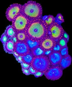 Wysiwyg Combo Zoanthid Mini Colony | 4 Types (C87)