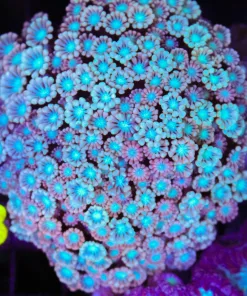 Wysiwyg Alveopora Colony | Large (C88)