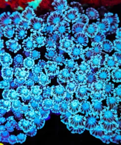 Wysiwyg Alveopora Colony | Large (C89)