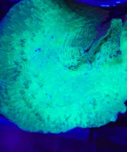Wysiwyg Massive Neon Green Cabbage Coral Colony (C90)