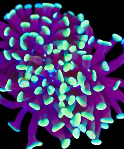 Wysiwyg Gold Dipped Hammer Coral (C91)