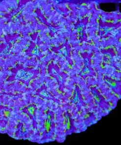 Wysiwyg Large Acan Colony (C92)