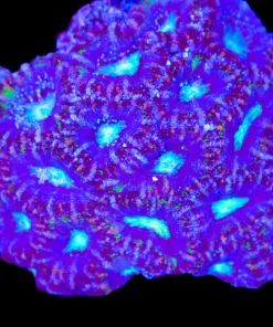 Wysiwyg Blue Mouth Acan Colony (C93)