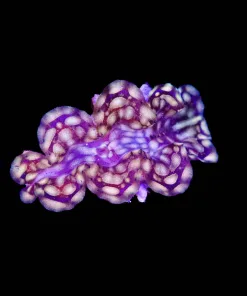 Wysiwyg Small Gold Maxima Clam | Rare (C94)