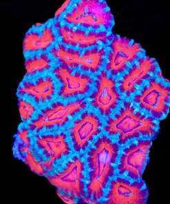 Wysiwyg Acan Colony (C94)