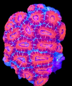 Wysiwyg Acan Colony (C95)