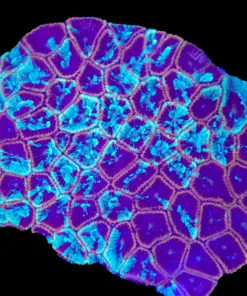 Wysiwyg Blue Marbled Favia Colony (C96)