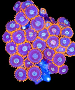 Wysiwyg Fire N Ice Zoanthid Mini Colony (C97)