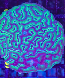 Wysiwyg XXL Maze Brain Large Colony | Pick Up Only Please Or Contact For Shipping Quote (C98)
