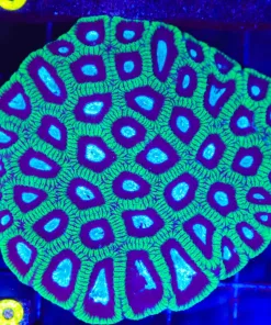 Wysiwyg UFO Favia Cora Colony (C98)