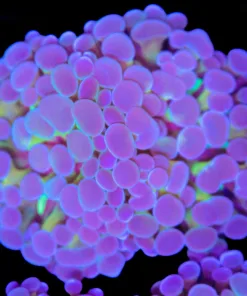 Wysiwyg Hammer Coral (C99)