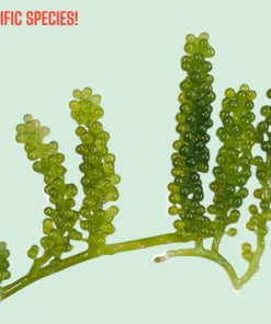 Indo-Pacific Grape Caulerpa Macroalgae | Caulerpa lentillifera