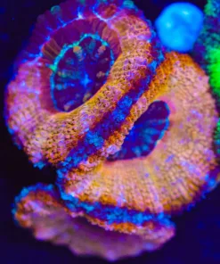 Wysiwyg Puffy Unique Two Tone Acan [F1]