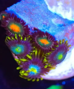 Wysiwyg Small Combo Zoa Frag [F1]