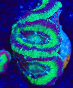 Wysiwyg AcanFrag [F10]