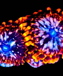Wysiwyg 2x Utter Chaos Zoas [F100]
