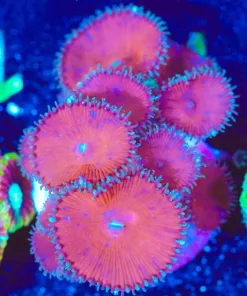 Wysiwyg Red Death Zoanthid Frag [F101]
