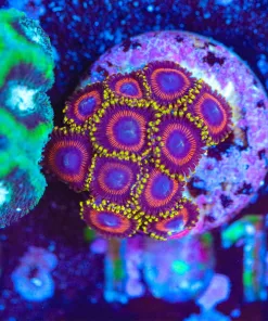 Wysiwyg Japanese Zoanthid Frag [F101]