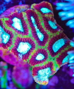 Wysiwyg Ultron Favia Frag [F102] *Free Shipping ! No Minimum Livestock Spend*