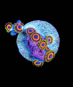Wysiwyg Small Dragon Loop Zoa Frag [F103]
