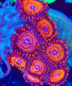 Wysiwyg Lava Zoanthid Frag [F103]