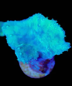 Wysiwyg Cabbage Coral Frag [F104]