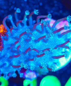 Wysiwyg Toadstool Leather Frag [F104]
