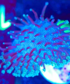 Wysiwyg Toadstool Leather Frag [F105]