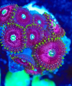 Wysiwyg Zoanthid Frag [F106]