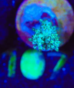 Wysiwyg Small Leather Coral Frag [F107]