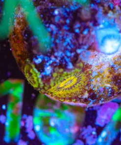 Wysiwyg TINY scarface zoanthid frag [F107]