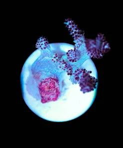 Wysiwyg Small Blue Leather Coral Frag [F108]