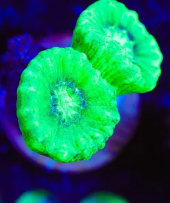 Wysiwyg Trumpet Coral Frag [F108]