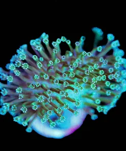 Wysiwyg Okinawa Toadstool Leather Coral Frag | Rare [F109]