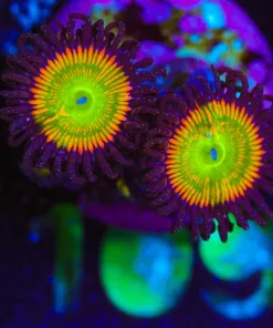 Wysiwyg 2x Sunny D Zoas [F109]