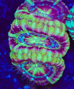Wysiwyg Large AcanFrag [F11]