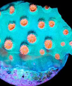Wysiwyg Metoer Shower Cyphastrea Frag [F110]
