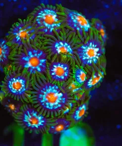 Wysiwyg Pinwheel Zoa Frag | Many Heads [F110]