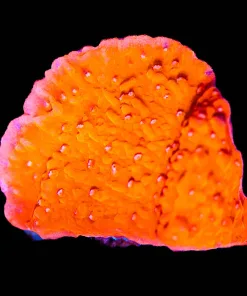 Wysiwyg Red Monticap Frag [F111]