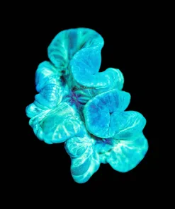 Wysiwyg Small Lime Green Fox Coral Frag [F112]
