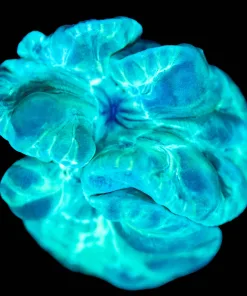 Wysiwyg Fox Coral Frag [F112]